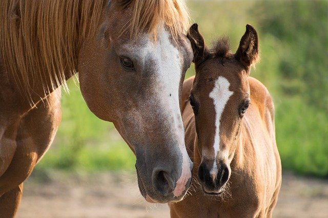 Ontario Horse Farms For Sale