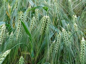 barley Ontario