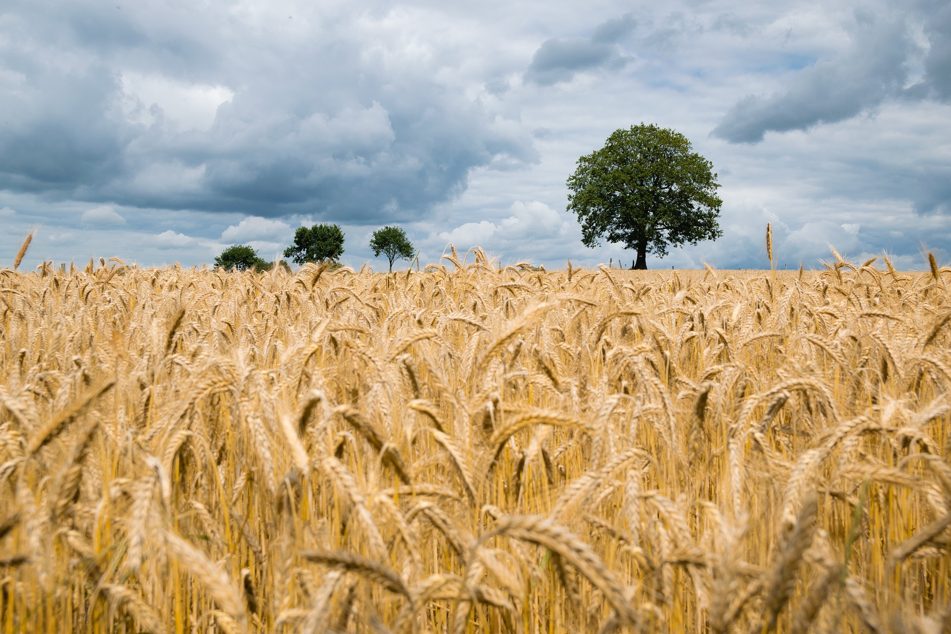 climatic conditions for growing wheat