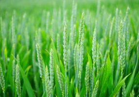 Growing Barley In Ontario
